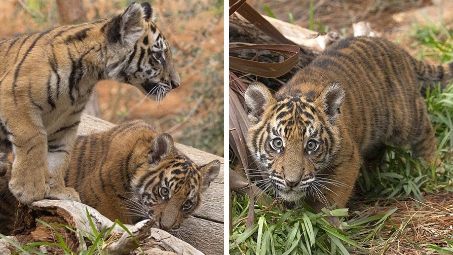 เสือน้อยเบงกอล รอดจากการลับลอบค้าสัตว์ป่า ได้พบเพื่อนเสือน้อยสุมาตราในสวนสัตว์ San Diego