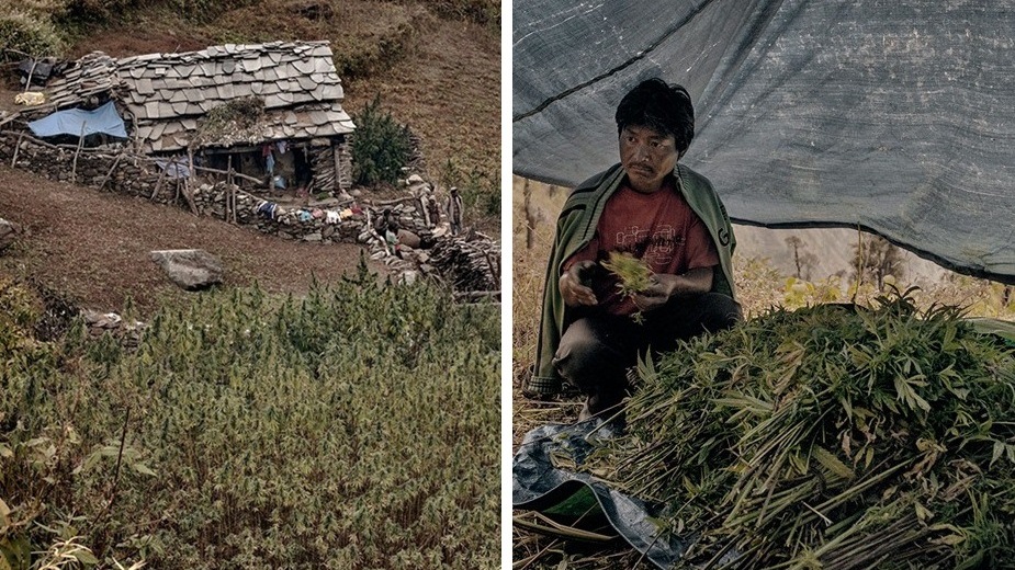 ชมภาพวิถีชีวิตของชาวบ้านบนเทือกเขาหิมาลัย กับการปลูก ‘ไร่กัญชา’ เพื่อหล่อเลี้ยงชีวิต