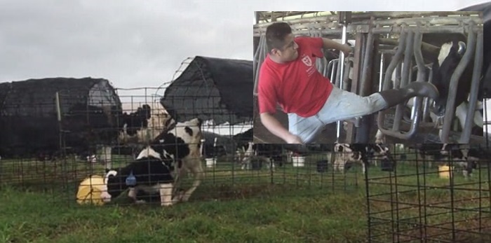 ความโหดร้ายของฟาร์มโคนมขนาดใหญ่ ทำร้ายวัวทั้งเตะและตีอย่างหนัก
