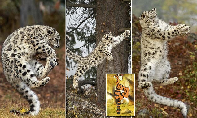 ช่างภาพจับภาพลูกเสือดาวหิมะกระโดดเหยงๆ สุดน่ารัก นึกว่า “ทิกเกอร์” มาเองเลยนะเนี่ย!?