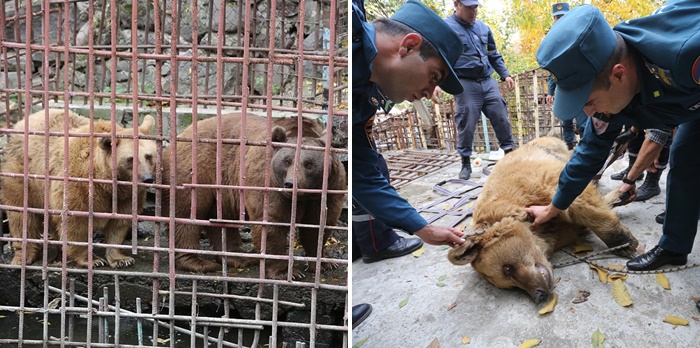 หมีสีน้ำตาลที่ถูกร้านอาหารขังไว้ในอาร์มีเนีย ได้รับการช่วยเหลือออกมาอย่างปลอดภัยแล้ว