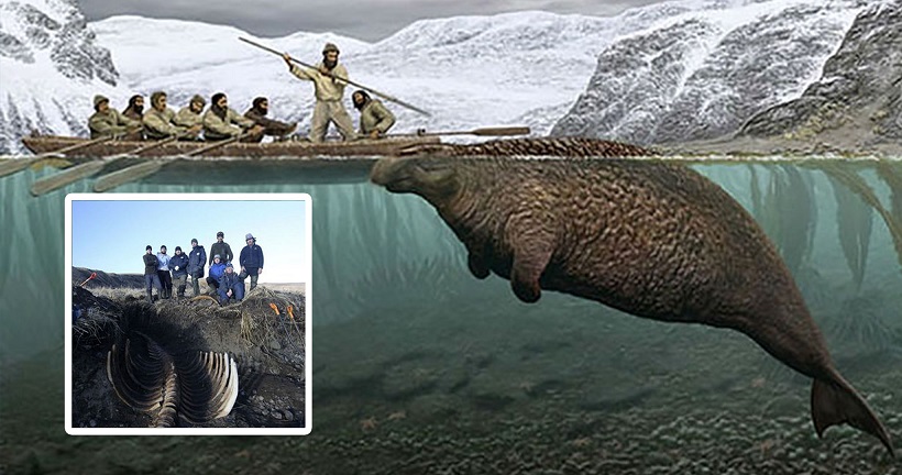 ทีมนักวิทย์ฯ ขุดพบโครงกระดูก  ‘วัวทะเลชเตลเลอร์’ สัตว์โบราณที่สูญพันธุ์ไปเกือบ 300 ปี