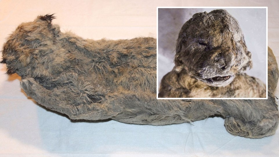 นักสำรวจรัสเซีย ค้นพบซากลูกสิงโตสภาพสมบูรณ์ที่สุด อายุกว่า 50,000 ปี ในไซบีเรีย