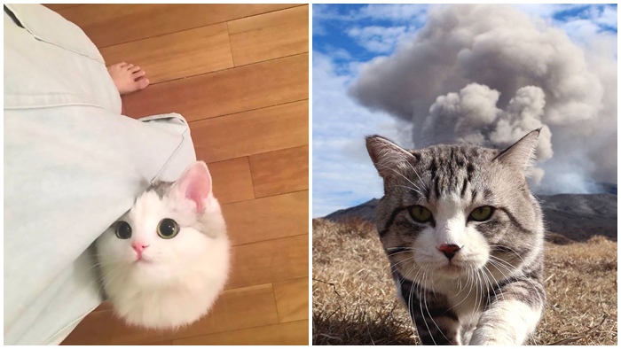 รวม Snapchat ของแมวจากที่ต่างๆ บนโลกนี้ ที่อาจทำให้คุณขำจนกรามค้าง