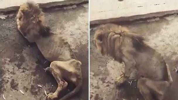 สภาพอันน่าเวทนาของ “สิงโตแก่” ในสวนสัตว์บังกลาเทศ ชาวเน็ตร่วมแชร์จนเป็นประเด็นใหญ่