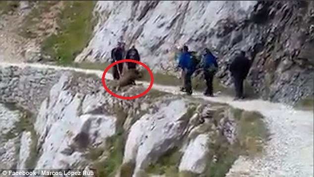 ตำรวจสเปนตามล่ากลุ่มนักปีนเขา ที่พากันรุมผลักหมูป่าจนตกหน้าผาเสียชีวิต