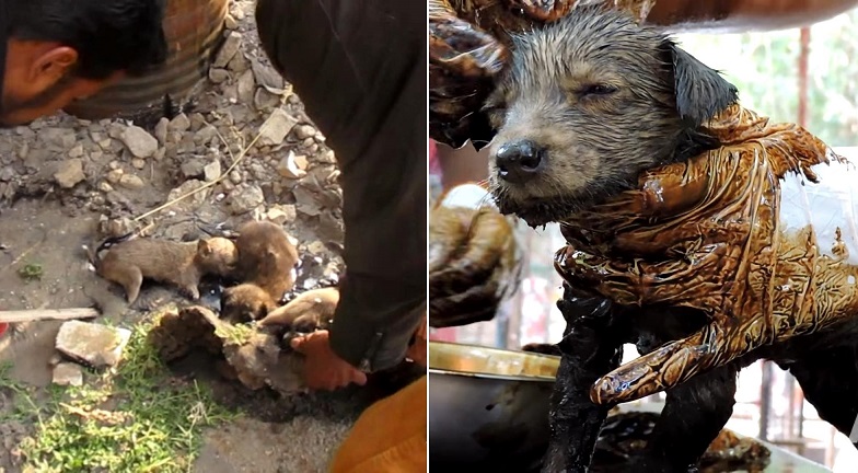 ผู้คนในอินเดียร่วมแรงร่วมใจ ช่วยชีวิตน้องหมา 3 ตัวที่นอนจมอยู่ในบ่อน้ำมันดินจนปลอดภัย