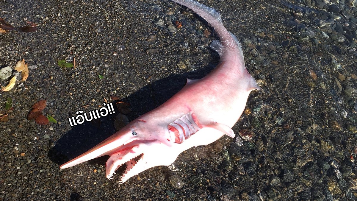 พบฉลามกอบลิน สัตว์ทะเลโบราณเกยตื้นที่ชายฝั่งญี่ปุ่น คำเตือน!! ไม่เหมาะสำหรับคนชอบซีฟู้ด