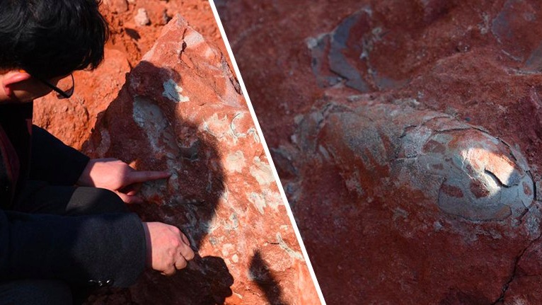 นักโบราณคดีจีนพบฟอสซิลไข่ไดโนเสาร์ที่จีน อายุกว่า 130 ล้านปี ในพื้นที่ของโรงเรียนมัธยม