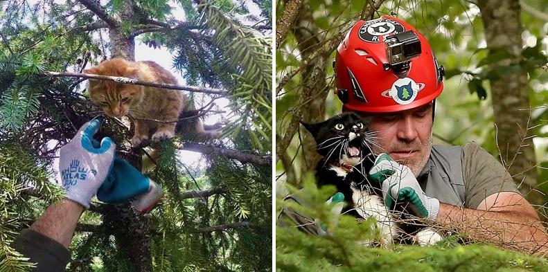 สองหนุ่มผู้อุทิศตนช่วยเหลือเหล่าแมวเหมียว ที่ติดอยู่บนต้นไม้สูง ให้กลับลงมาอย่างปลอดภัย