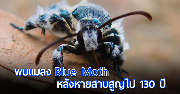 สาวพบ ‘Blue Moth’ สุดหายากอีกครั้งในมาเลเซีย หลังเคยถูกวินิจฉัยว่าสูญพันธุ์ไปเมื่อ 130 ปีก่อน!