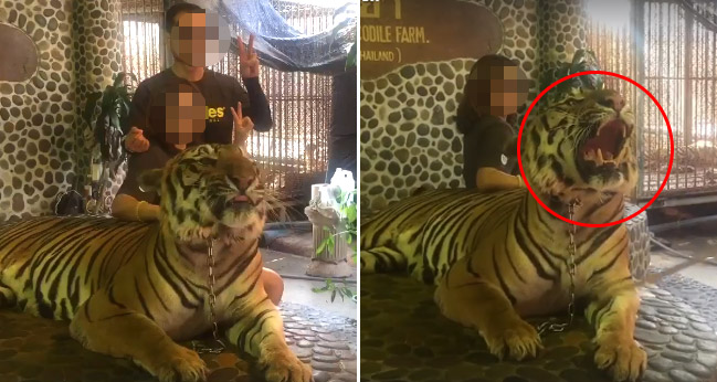 ชาวเน็ตวิจารณ์ “นักท่องเที่ยวถ่ายรูปกับเสือ” ในไทย แถมบังคับคำราม ชี้เป็นการทารุณกรรม!?