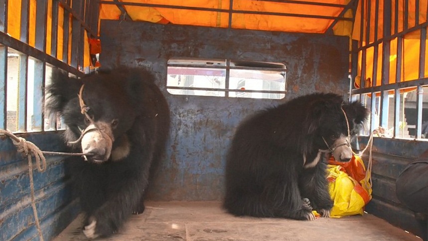 เจ้าหมีเต้นระบำ 2 ตัวสุดท้ายในเนปาล ได้รับการช่วยเหลือจากเจ้าหน้าที่แล้ว