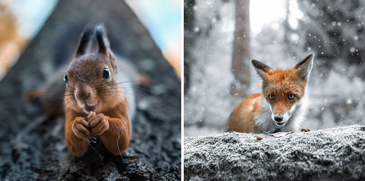 ศิลปินถ่ายภาพโดยเอาสัตว์ป่าในประเทศฟินแลนด์มาเป็นแบบ อย่างกับนางแบบมืออาชีพ!!