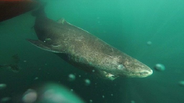 นักวิทย์ค้นพบ ‘ฉลามกรีนแลนด์’ ที่มีอายุ 392 ปี คาดเป็นสิ่งมีชีวิตที่มีอายุมากที่สุดในโลก!!