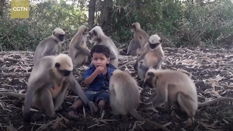 ความน่ารักของเด็กน้อยชาวอินเดีย ที่มีลูกน้องเป็นลิงทั้งฝูง!! เดินไปไหนก็ไปตาม ฮร่าๆ