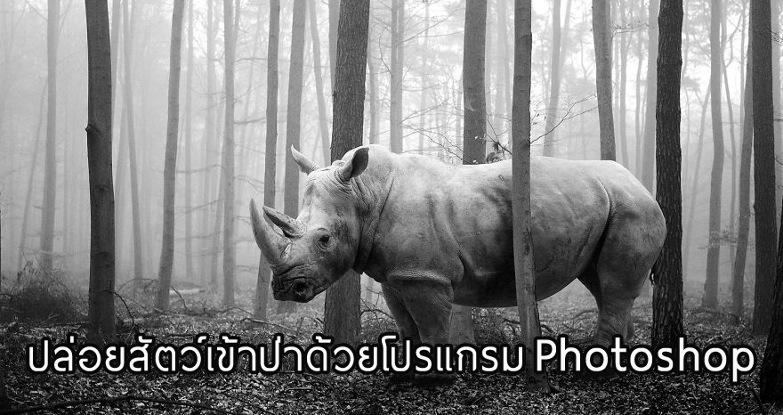 ตลกร้าย…ช่างภาพปลดปล่อยเหล่าสัตว์ที่อยู่ในสวนสัตว์กลับคืนสู่ป่า ด้วยการใช้ Photoshop