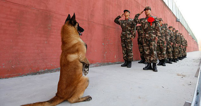 เจ้าหมาทหารกตัญญู ยืนตรงสองขาทำความเคารพเจ้านาย ก่อนเขาจะปลดประจำการ