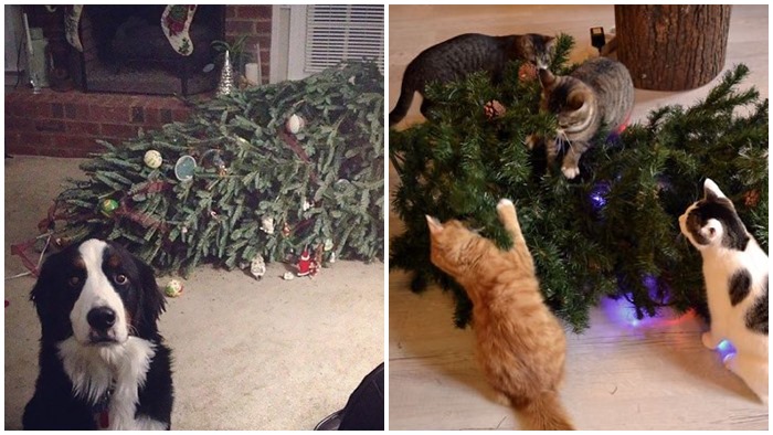 ปัดโธ่!! 18 ภาพเหล่าหมาแมวนักทำลายวันคริสต์มาสตัวจริง สงสัยคงจะรอเวลานี้มานานแล้วสินะ