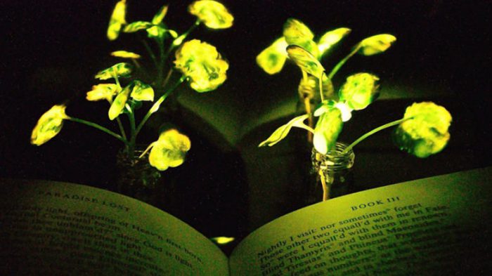 ทำได้ไง!! นักวิทย์พัฒนาแนวคิด ที่ทำให้ ‘พืช’ สามารถส่องแสงสว่างได้ในเวลากลางคืน