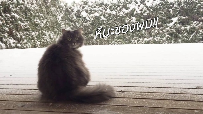 รู้จักกับเจ้าเหมียว Nala แมวขนปุยผู้ชื่นชอบ ‘หิมะ’ เป็นชีวิตจิตใจ เห็นเป็นไม่ได้พุ่งใส่ทันที!!