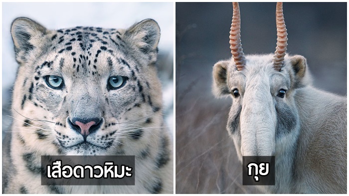 ช่างภาพใช้เวลากว่า 2 ปีบุกป่าฝ่าดงถ่ายภาพสัตว์ที่อาจจะสูญพันธุ์ไปจากโลกใบนี้