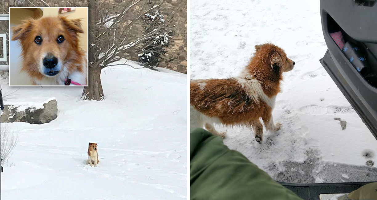 เจ้าหมาขี้กลัวถูกทิ้งท่ามกลางหิมะที่หนาวเหน็บ รอคอยเจ้าของโดยไม่ยอมให้ใครมาแตะต้อง