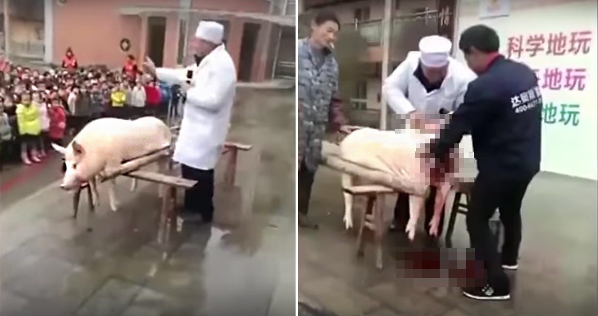 โรงเรียนอนุบาลในจีนให้เด็กๆ ได้เรียนอนาโตมีด้วยการผ่าหมูสดๆ ให้เด็กดูเลย