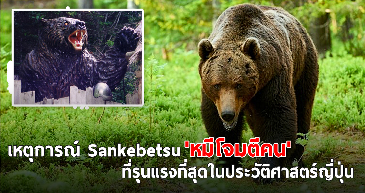 เหตุการณ์ Sankebetsu ‘หมีโจมตีคน’ เมื่อปี 1915 ในญี่ปุ่น ที่ร้ายแรงที่สุดในประวัติศาสตร์