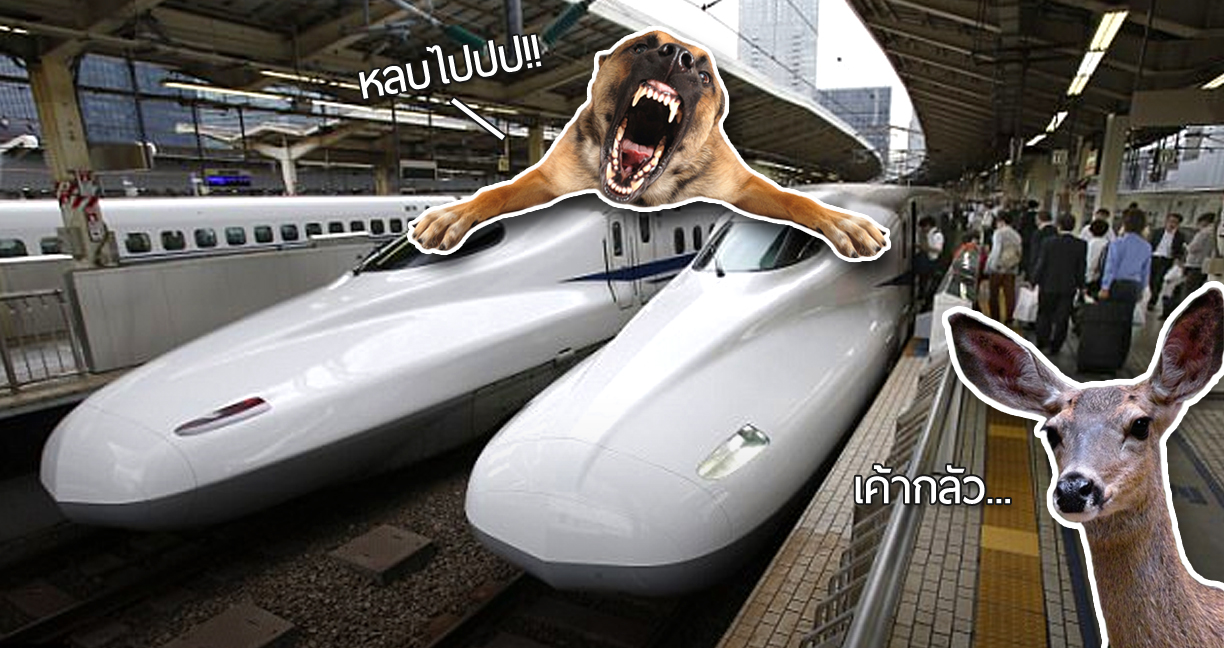 รถไฟญี่ปุ่นติดตั้ง “เสียงร้องของสัตว์” เตือน “กวาง” ให้รู้ว่ารถไฟกำลังใกล้เข้ามา ช่วยหลีกเลี่ยงอุบัติเหตุ