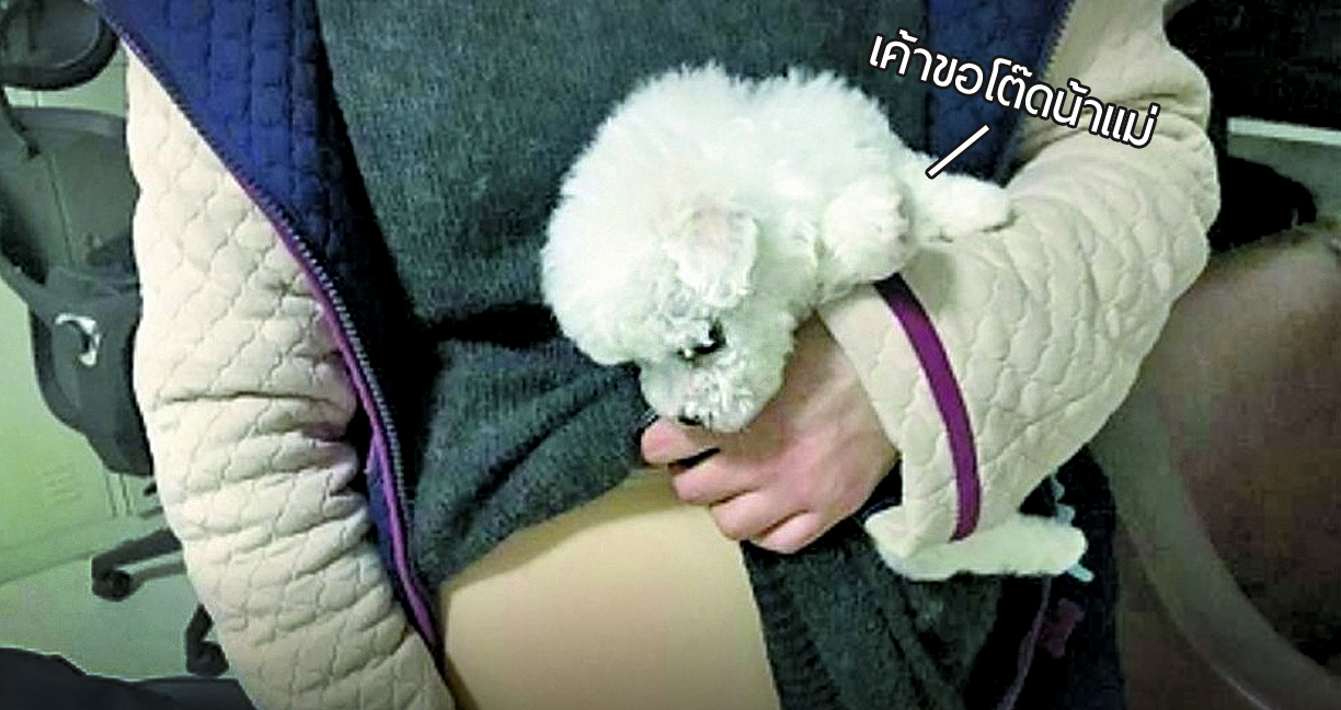 นักศึกษาสาวจีนพยายามลักลอบนำสุนัขขึ้นเครื่อง ตีเนียนใส่ท้องปลอม แต่ก็ไม่รอดเพราะน้องดิ้น