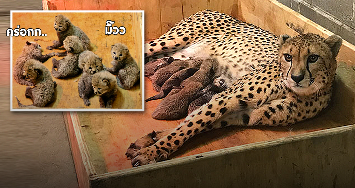 สุดยอดแม่เสือชีตาร์แห่งสวนสัตว์อเมริกา ทำลายสถิติแม่เสือลูกดกด้วยการคลอดลูกพร้อมกันถึง 8 ตัว
