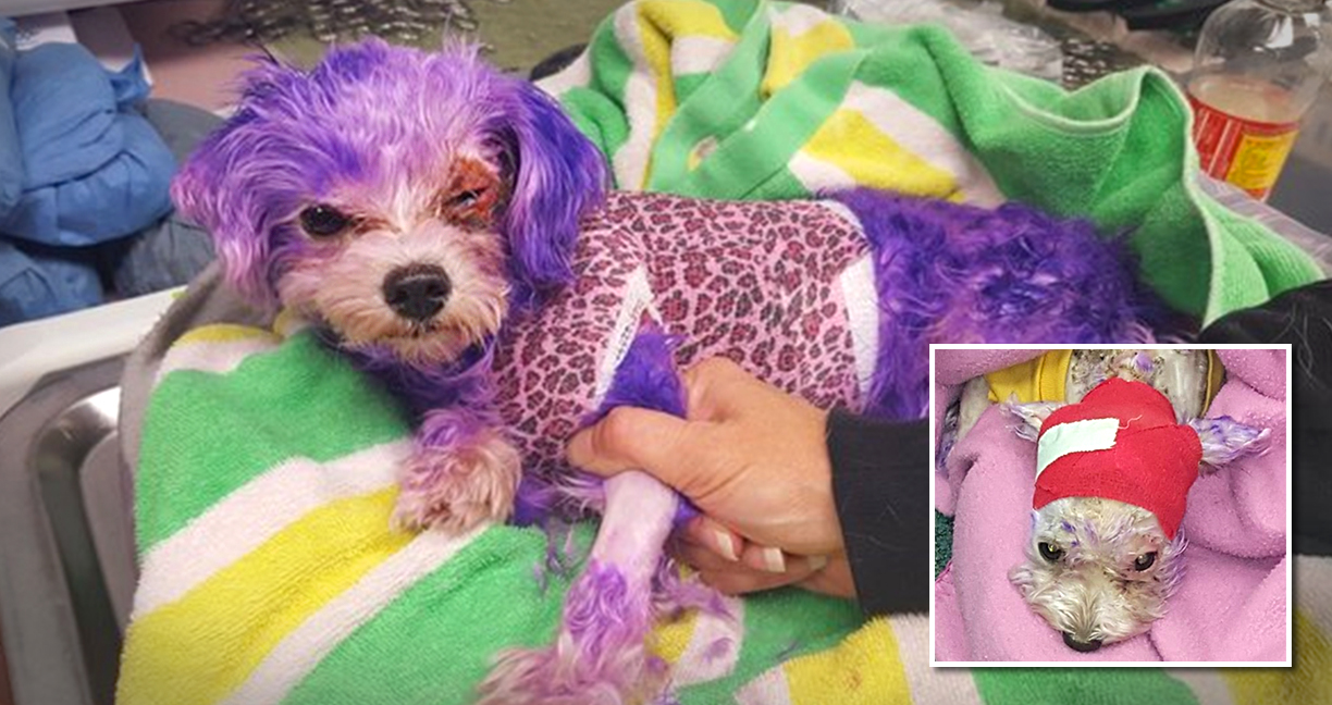 เจ้าหมาเกือบตายหลังเจ้าของย้อมสีขนมันให้เป็นสีม่วง โชคดีที่ได้รับการรักษาทันจนรอดมาได้