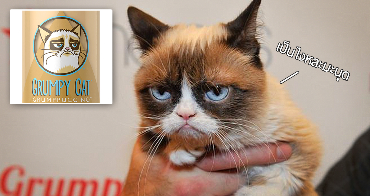 Grumpy Cat ชนะคดีลิขสิทธิ์ 22 ล้าน แต่ทำเนียนไม่ยอมมาฟังคำตัดสินซะงั้น!!