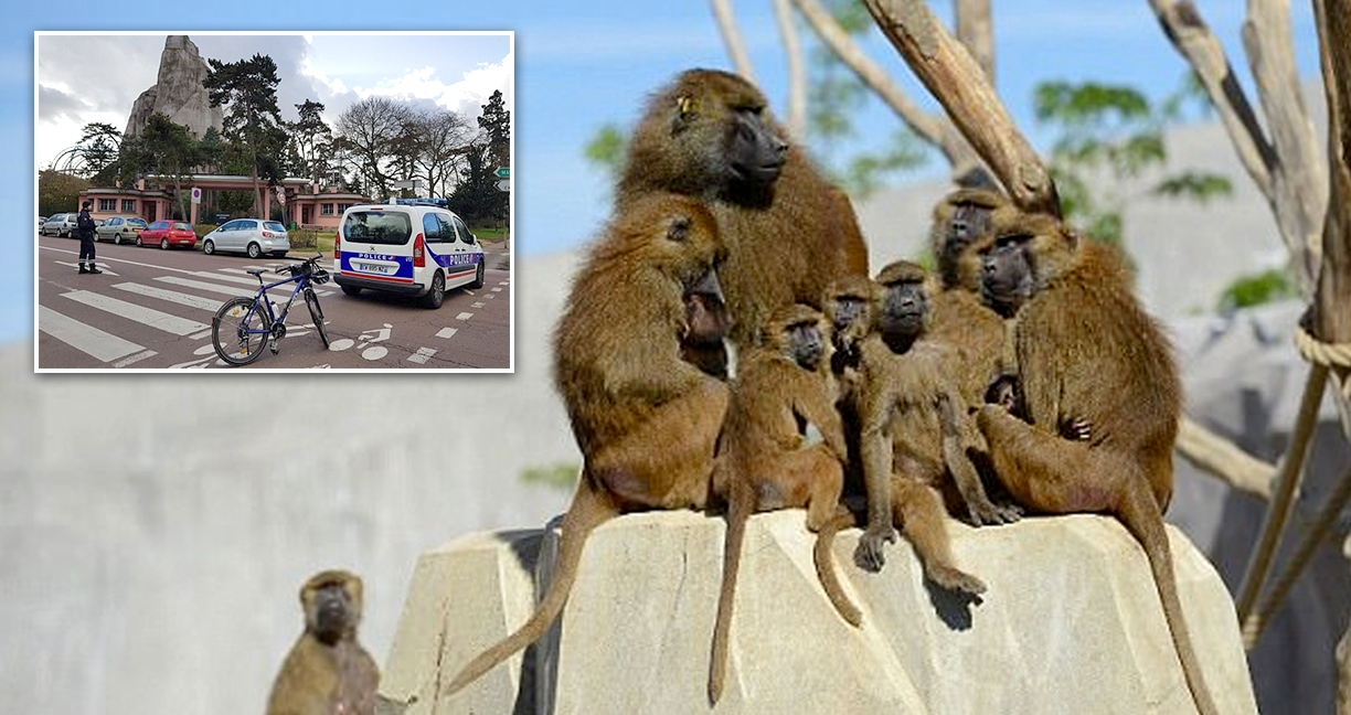 สวนสัตว์ใหญ่ในปารีสต้องปิดกะทันหัน หลังพบว่าลิงบาบูนกว่า 50 ตัวหนีออกมาจากกรง!!