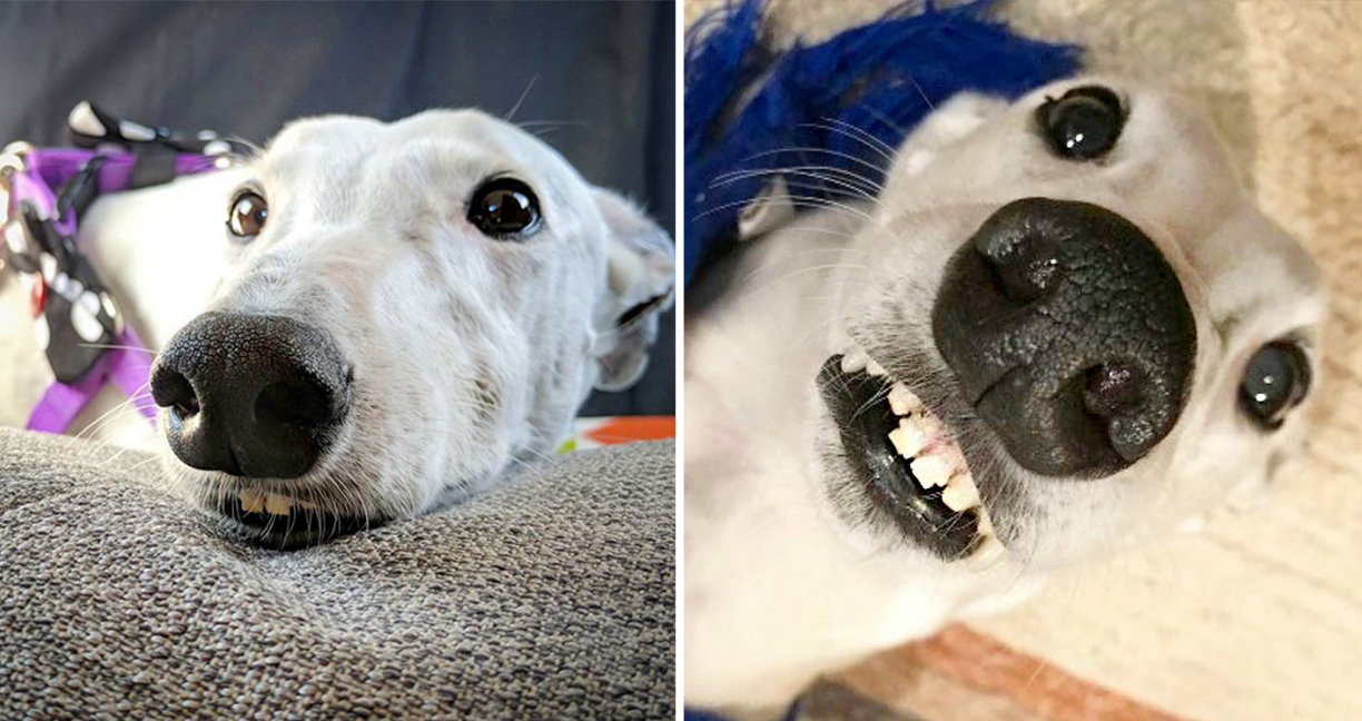 น้องหมาผู้มีฟันเหมือนคน และพูดไม่หยุด ใช้ความเป็นมิตรช่วยเจ้านายหาเพื่อนใหม่