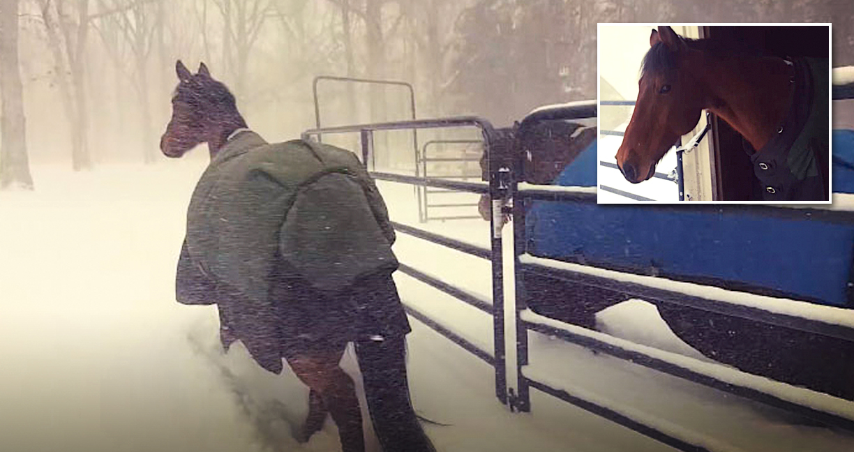 เจ้าของฟาร์มเปิดประตูให้ม้าได้ออกไปสัมผัสกับ ‘หิมะ’ เป็นครั้งแรก ม้าบอกหนาว…กลับที่เดิมดีกว่า!!