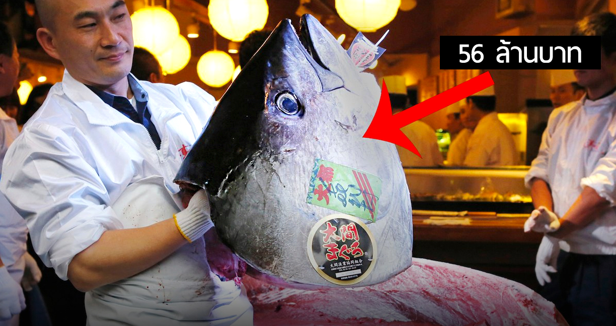 ส่องตลาดปลา Tsukiji แห่งกรุงโตเกียว ปลาทูน่าตัวที่แพงที่สุดนั้น มีมูลค่าถึง 56 ล้านบาท!!