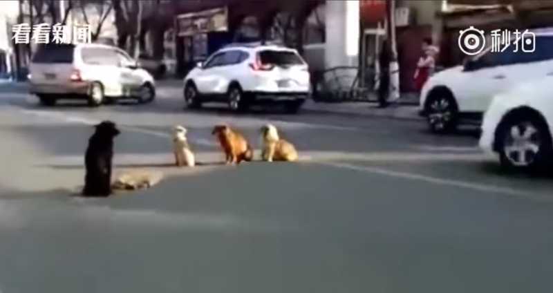 เศร้าใจ… แก๊งหมาเพื่อนรัก 4 ตัว ล้อมปกป้องร่างไร้วิญญาณของเพื่อนกลางถนน