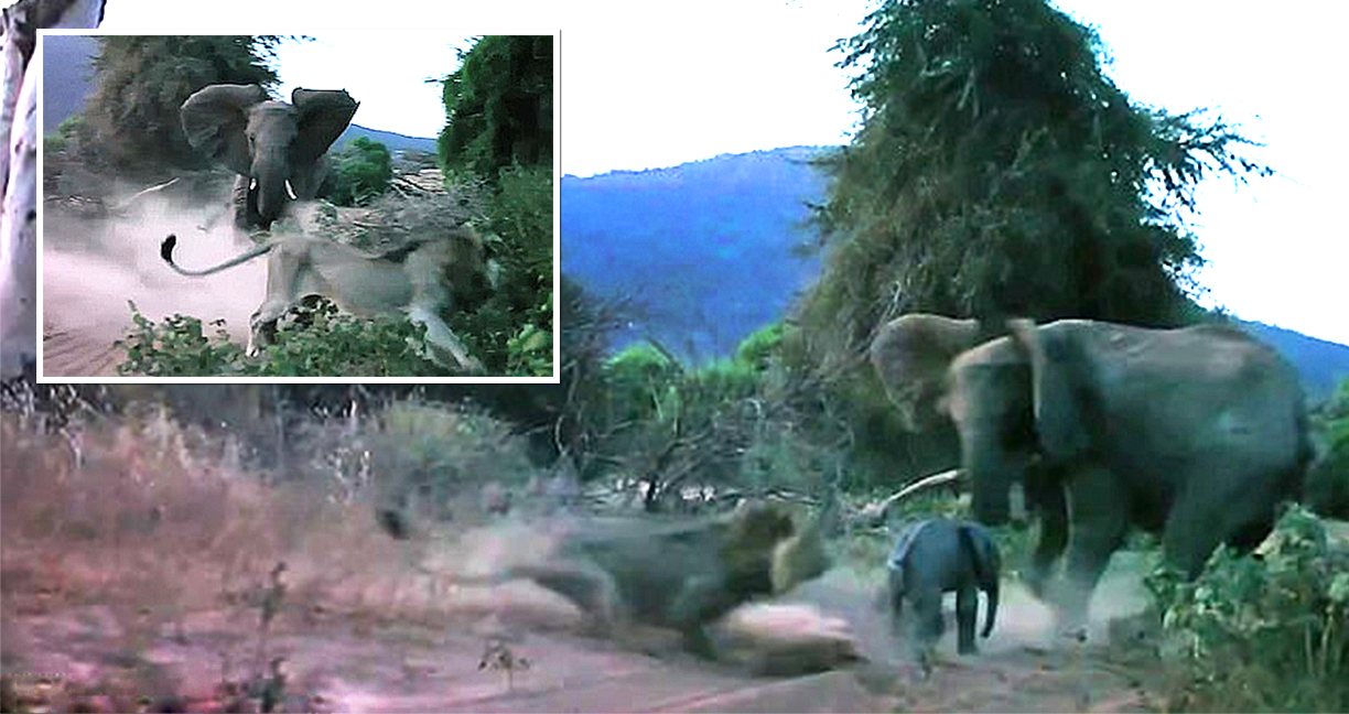 สิงโตหวังจะฮุบลูกช้างไปเป็นเหยื่อ แต่แม่ช้างรู้ทัน วิ่งไล่จนหนีหางจุกตูด รู้ซะบ้างใครใหญ่!?