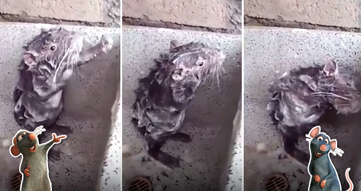 จากคลิปวิดีโอ “หนูอาบน้ำ” ถูสบู่อย่างเมามัน นำไปสู่ดราม่าออนไลน์ ประเด็นทารุณสัตว์