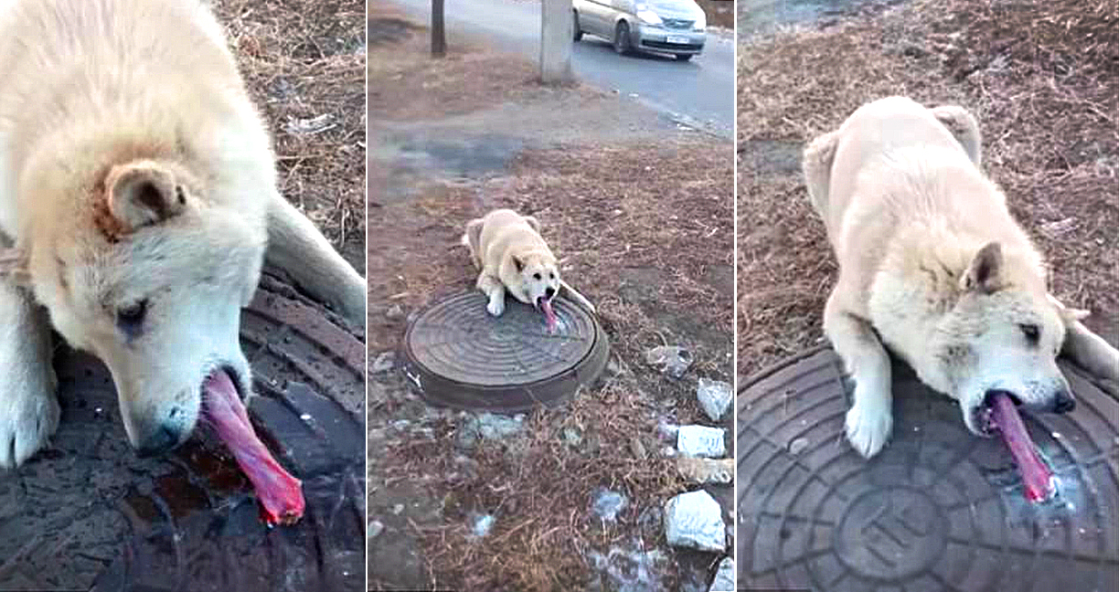 หนุ่มฮีโร่ช่วยเจ้าหมาที่ลิ้นติดอยู่ที่ฝาท่อเนื่องจากอากาศที่หนาว ค่อยๆ เอาน้ำหยอดจนหลุด