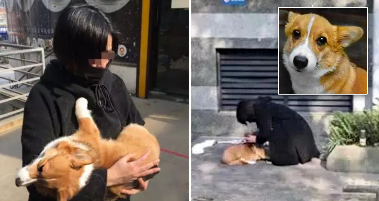 สาวจีนขอเงินเพื่อแลกกับการคืนหมาแก่เจ้าของ แต่เงินไม่มากพอ เธอเลยโยนหมาลงมาจากตึกชั้น 6