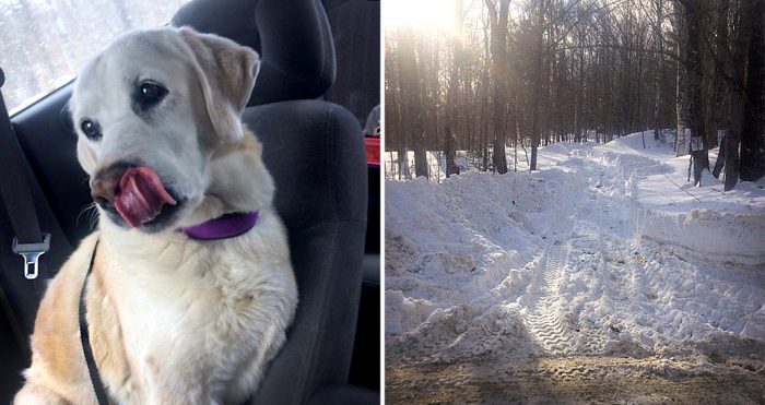 หมาหายไป 5 วัน เพื่อนบ้านพบหัวมันตุ๊บป่องออกมาจากหิมะ โถ.. เกือบหนาวตายไหมล่ะเอ็ง