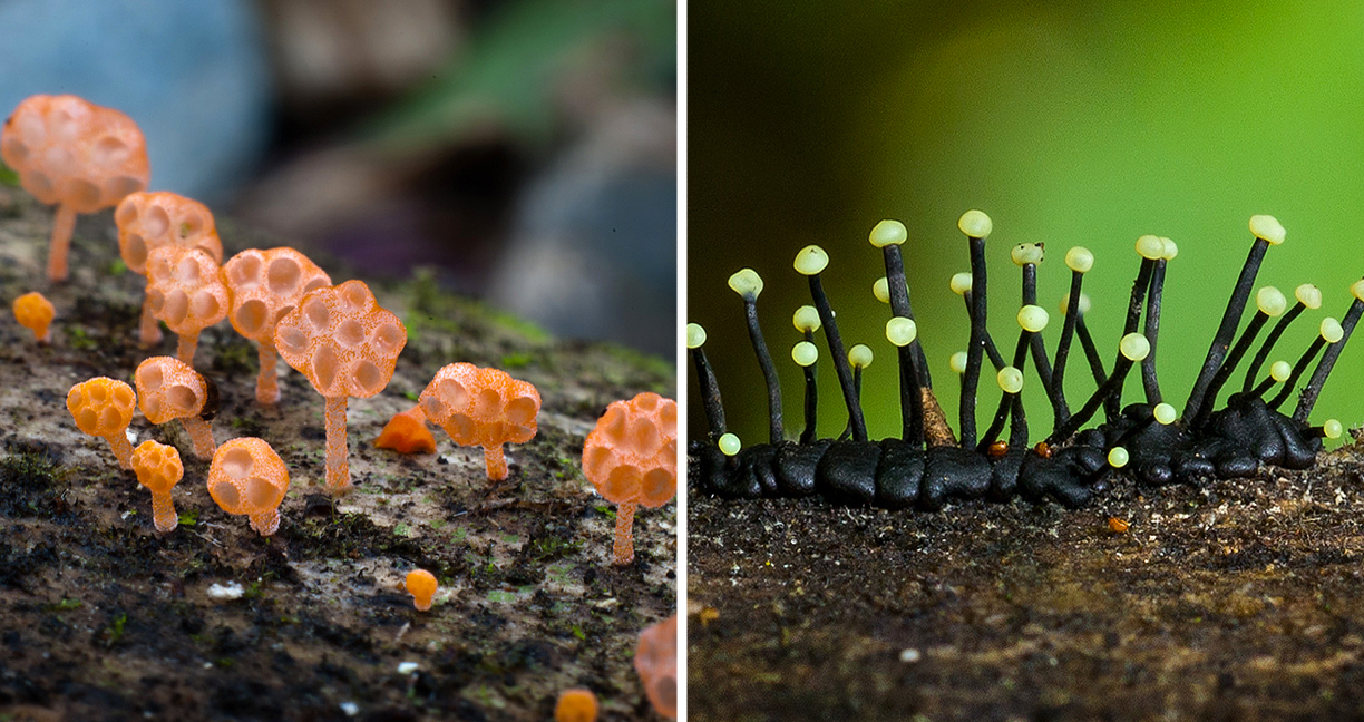 นักชีววิทยาออกสำรวจป่าฝน พร้อมกับภาพเหล่าพืชพันธุ์สุดแปลก แต่เต็มไปด้วยความงาม…