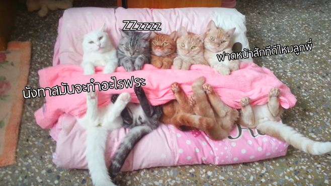 มนุษย์เด็กจับแมวมานอนบนเตียง ไม่มีขัดขืนอะไรใดๆ แถมยังจับนอนได้ตั้ง 5 ตัวแหนะ!?