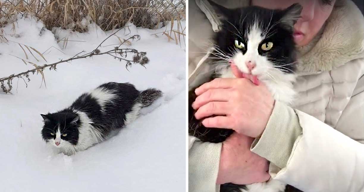สาวเห็นแมวนั่งนิ่งท่ามกลางหิมะ เห็นทีต้องช่วยไว้ มันเลยขอบคุณด้วยการเลียมือซะเลย!!