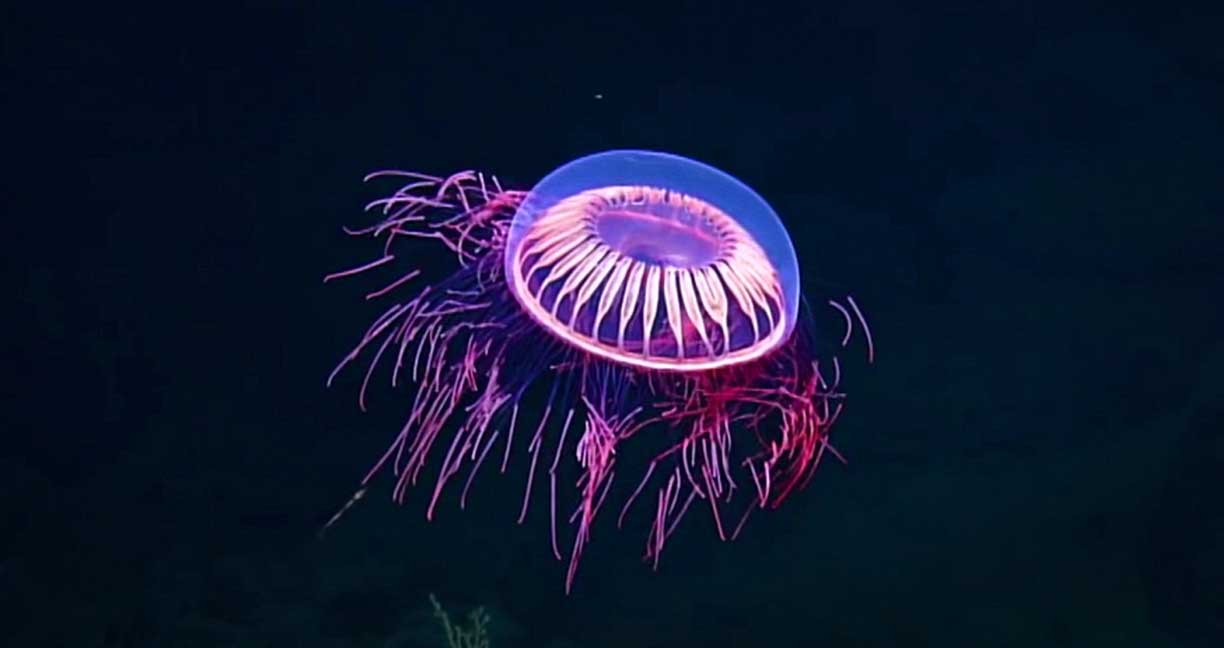 นักวิจัยพบ “แมงกระพรุนดอกไม้ไฟ” อีกหนึ่งสิ่งมีชีวิตสุดงดงามใต้ทะเลลึก ที่เราไม่เคยเห็นมาก่อน