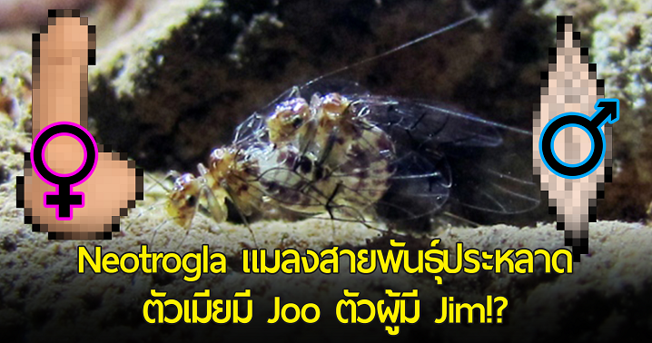 งี้ก็มีด้วยเหรอ? “Neotrogla” แมลงสายพันธุ์ประหลาดในบราซิล ที่เมียมี Joo ตัวผู้มี Jim!?