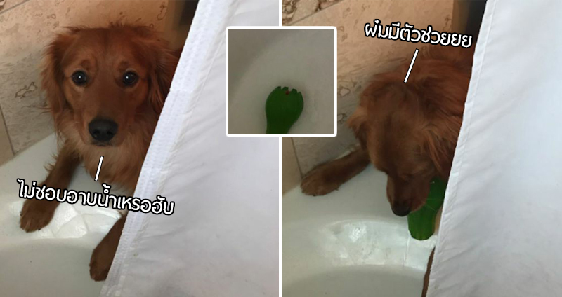เจ้าหมาคาบของเล่นมาให้เจ้านายทุกครั้งที่อาบน้ำ เพราะคิดว่าเขาก็เกลียดการอาบน้ำเหมือนมัน